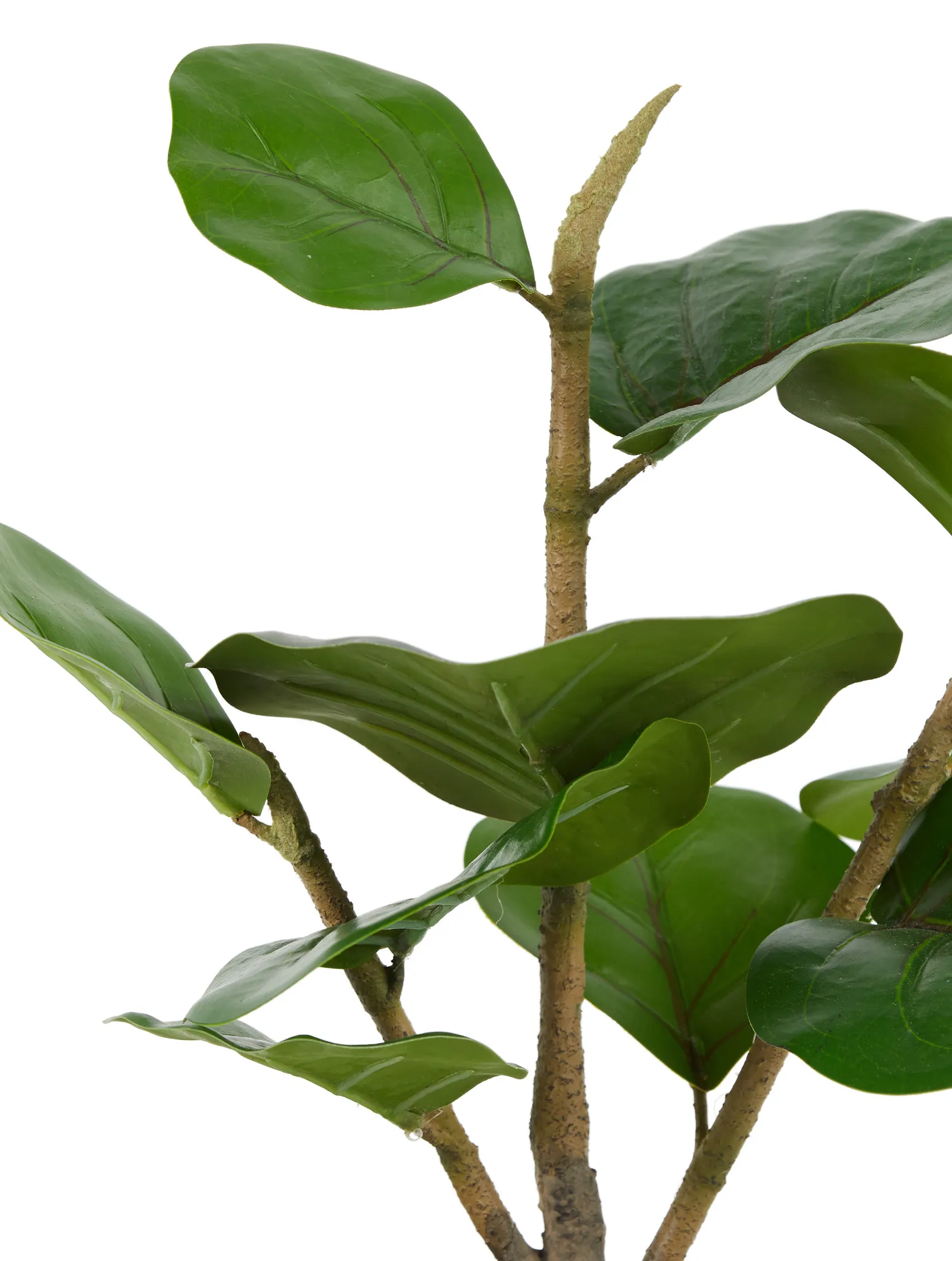 Henry Gold Fiddle Fig Tree