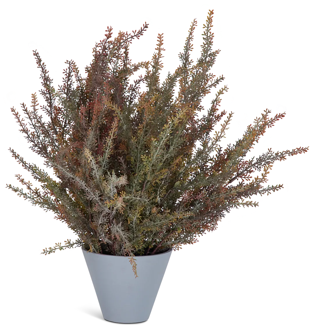 Alhagi Medium Greenery