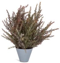 Alhagi Medium Greenery