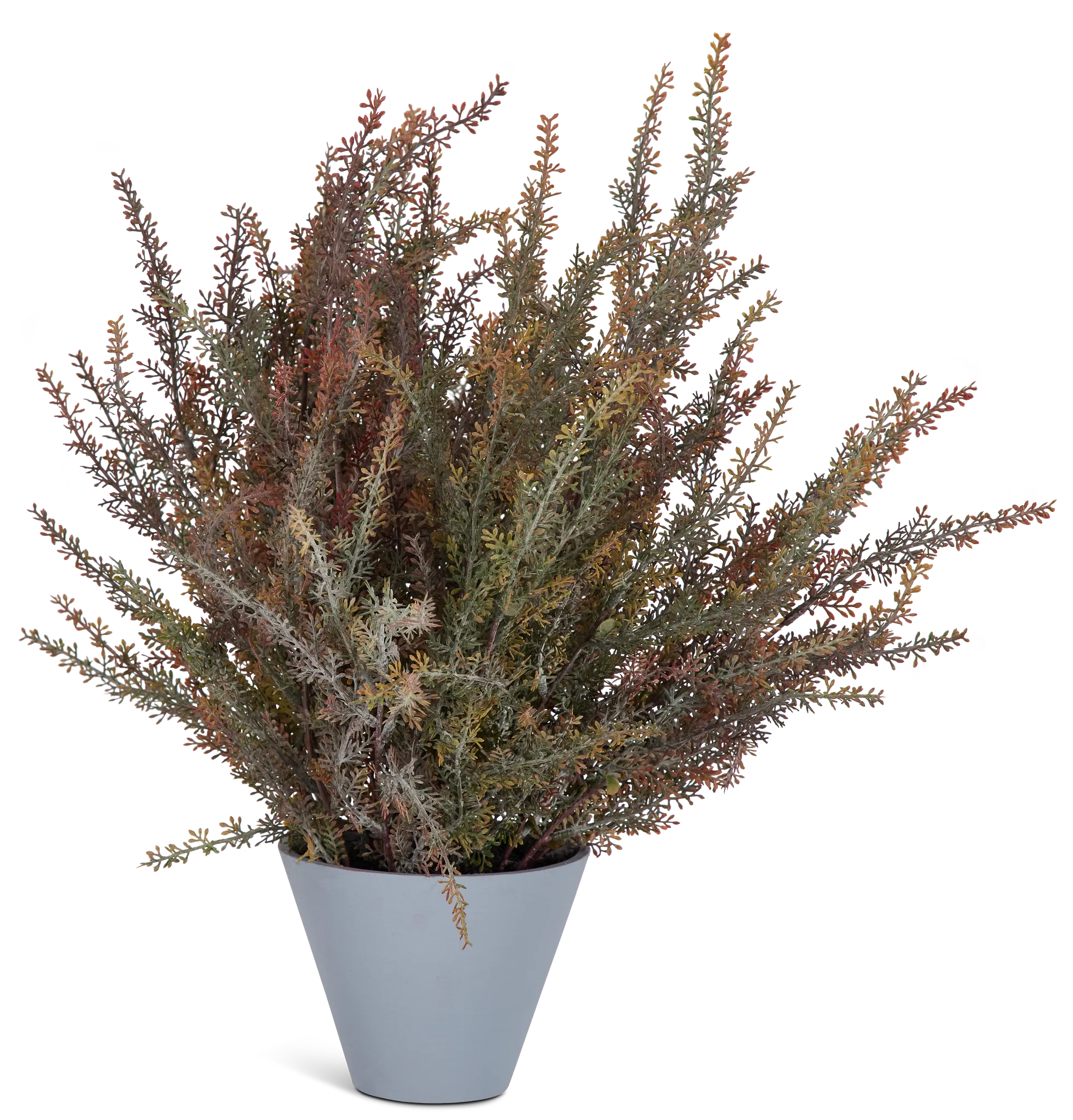 Alhagi Medium Greenery