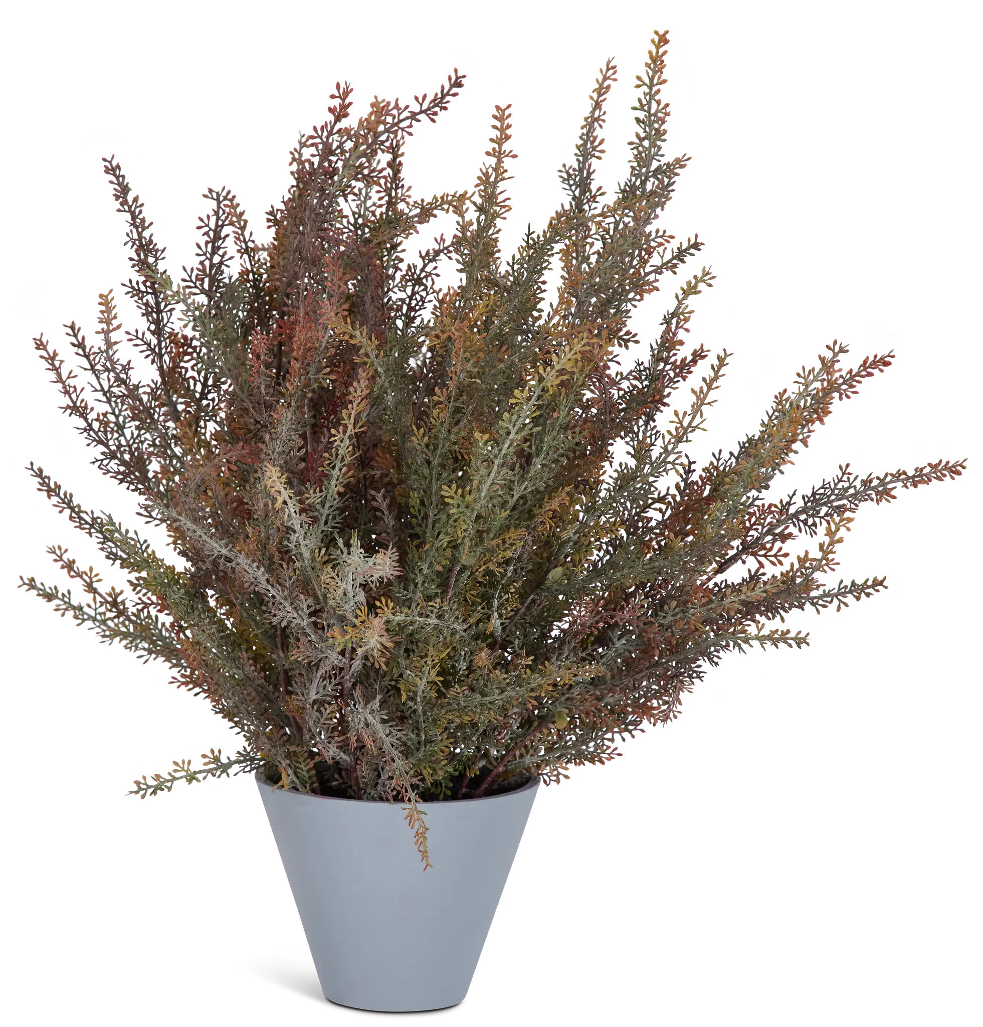 Alhagi Medium Greenery Alhagi Medium Greenery