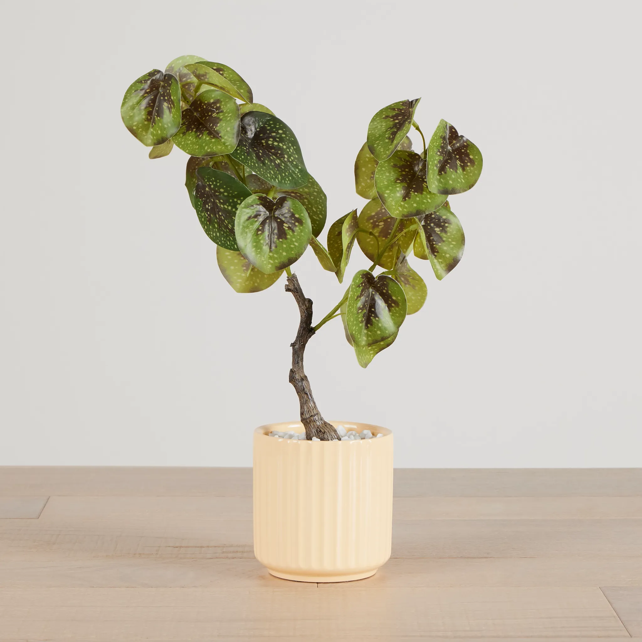 Begonia Natunaesis 16.5" Tree