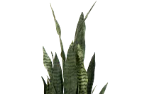 Snake 40" Greenery