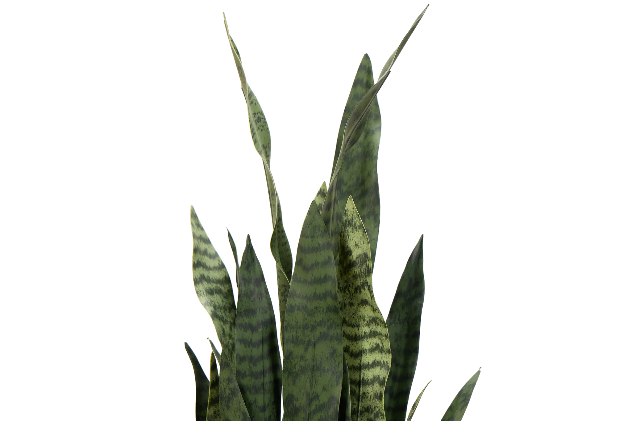 Snake 40" Greenery