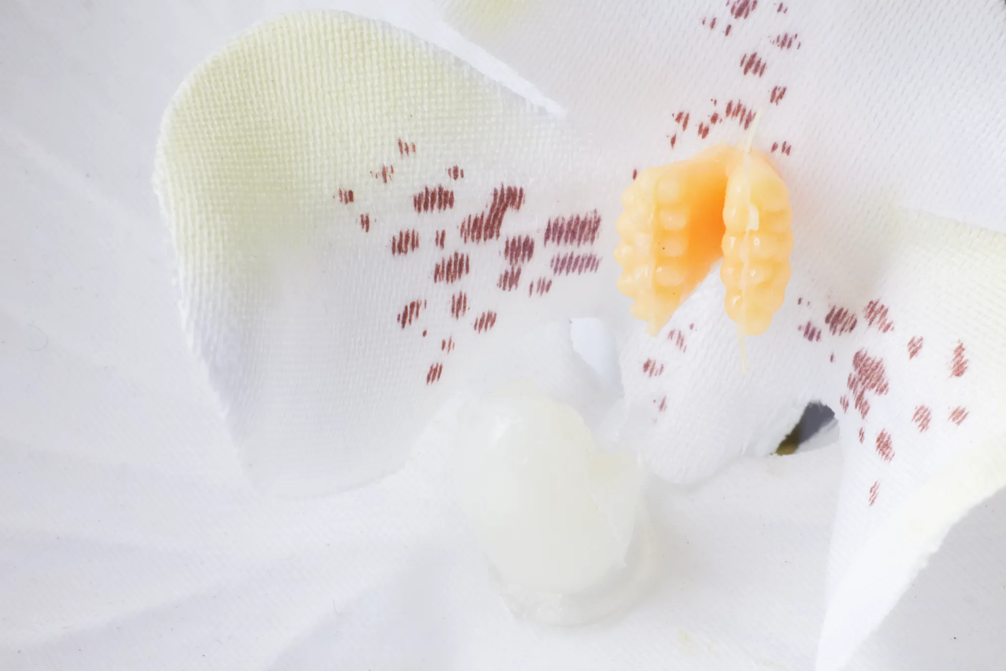 Potted White 25" Orchid