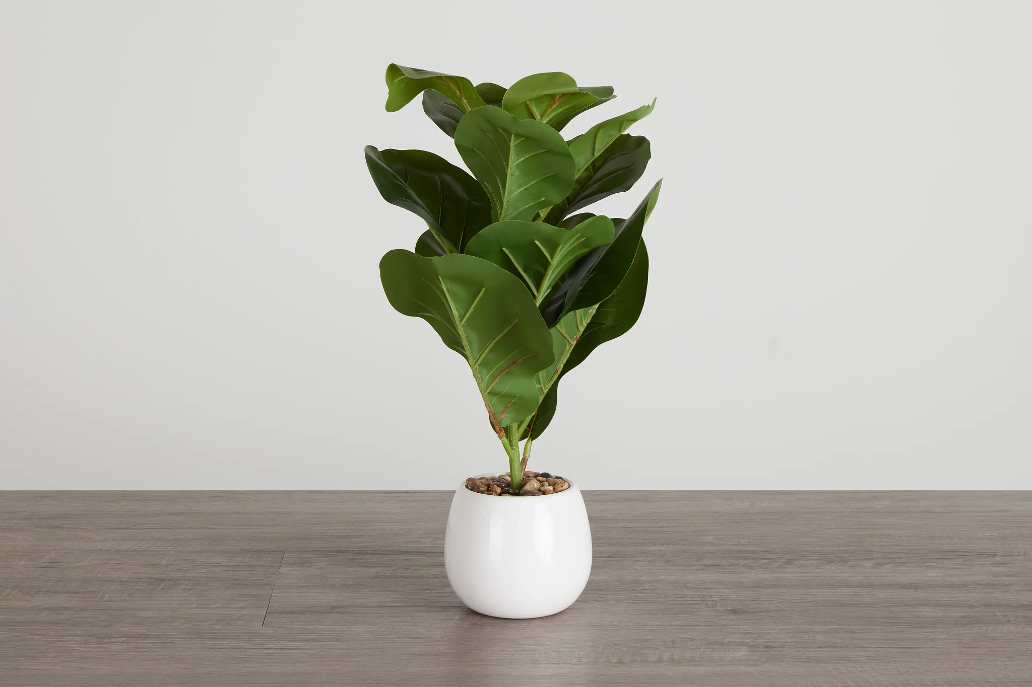 Fiddle Fig 20" Greenery