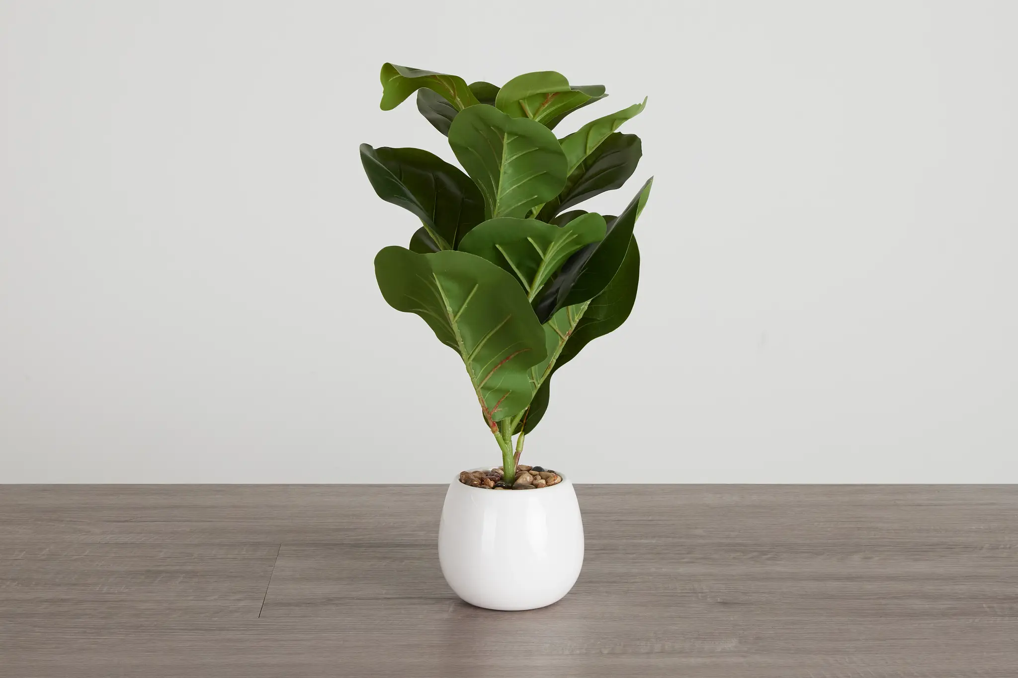 Fiddle Fig 20" Greenery Fiddle Fig 20" Greenery