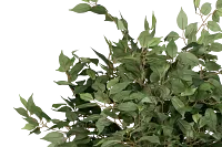 Olive 6.5' Tree
