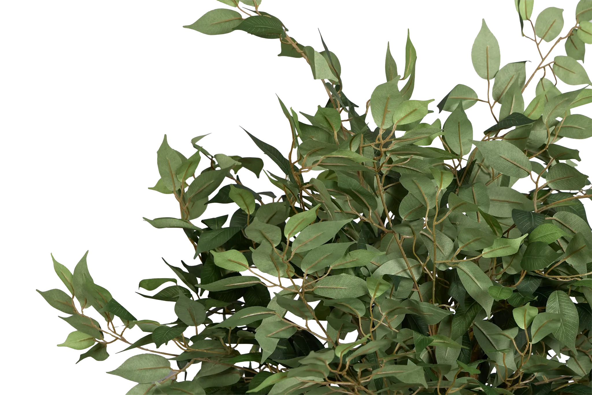 Olive 6.5' Tree Olive 6.5' Tree