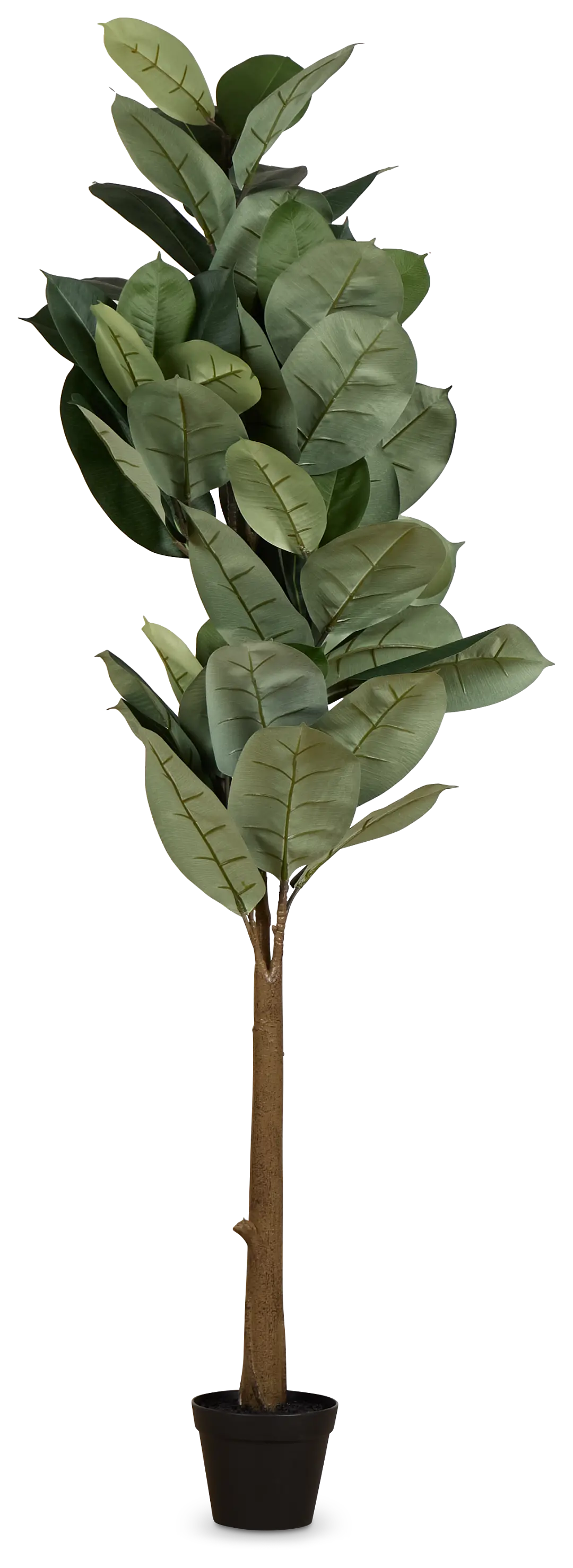 Oak 5' Tree Oak 5' Tree