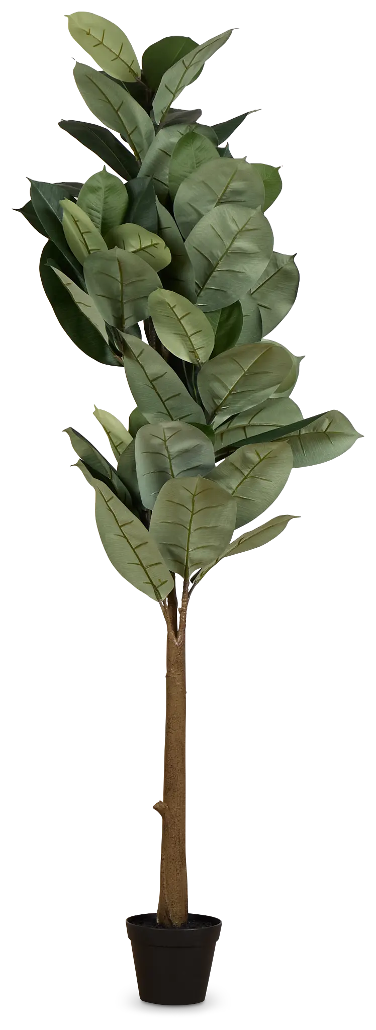 Oak 5' Tree Oak 5' Tree