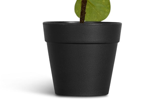 Pilea Greenery
