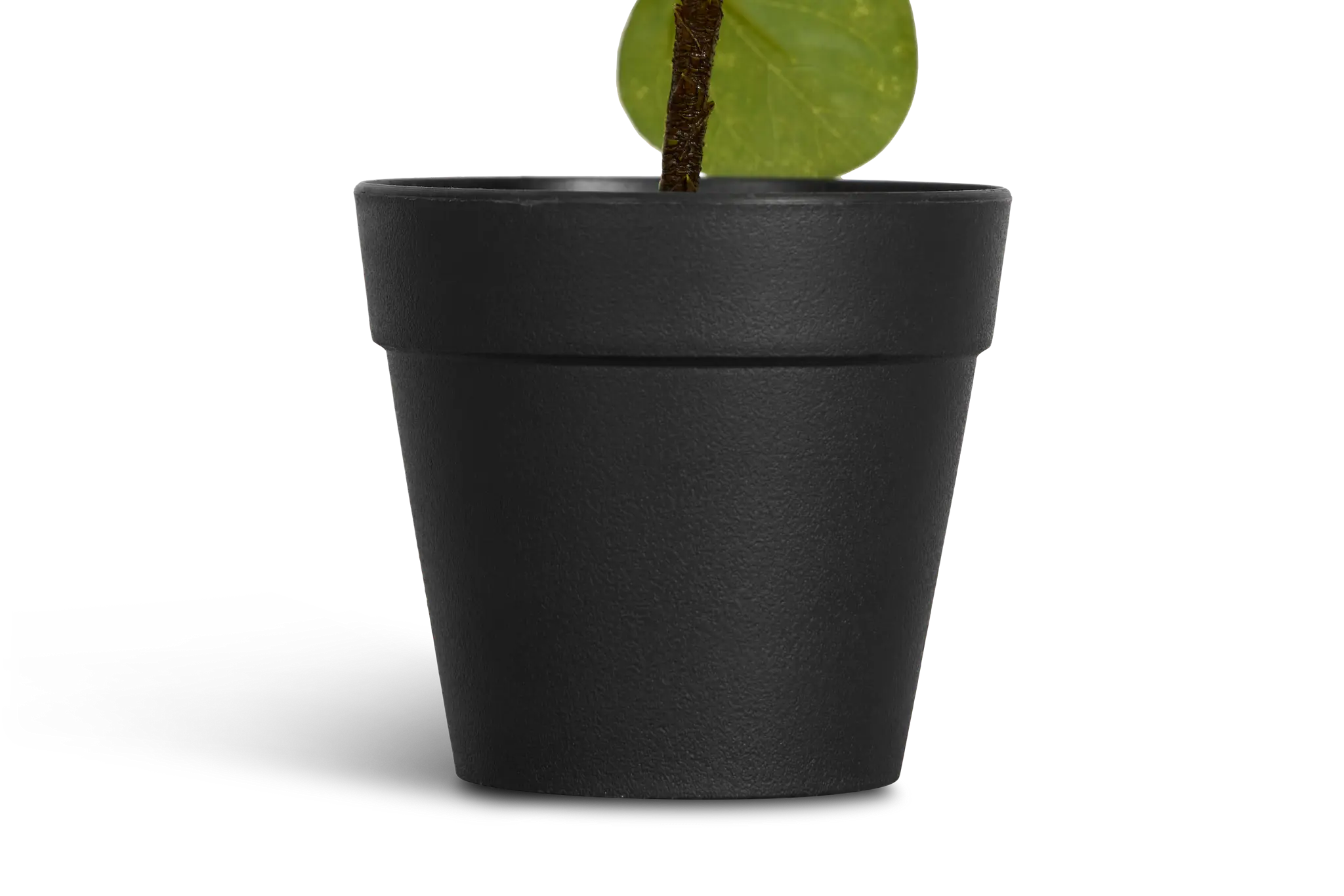 Pilea Greenery Pilea Greenery