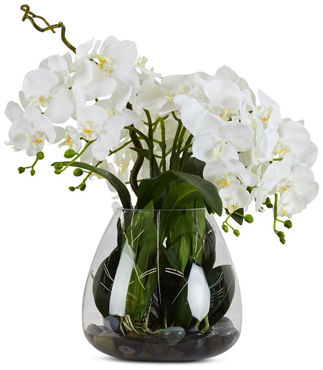 Phalaenopsis White Orchid