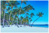 Palms2 Multicolored Acrylic Wall Art