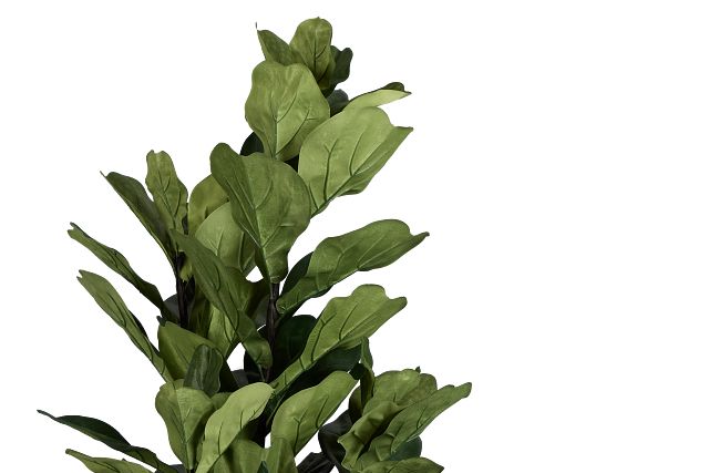 Maeve 6.5' Fiddle Fig Tree