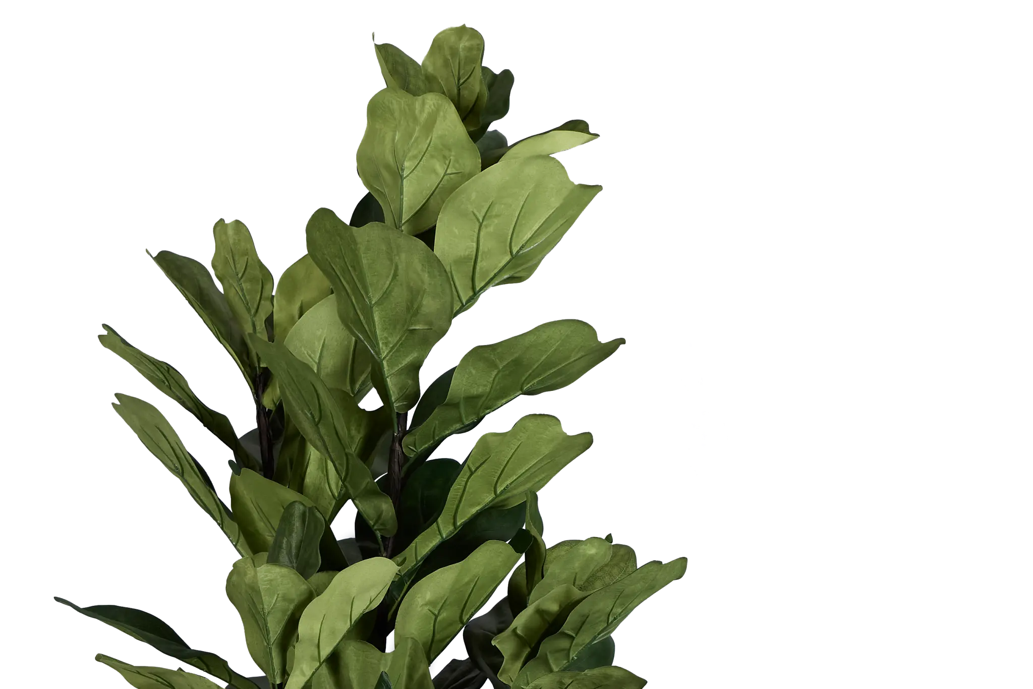 Maeve 6.5' Fiddle Fig Tree Maeve 6.5' Fiddle Fig Tree