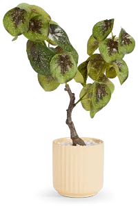 Begonia Natunaesis 16.5" Tree