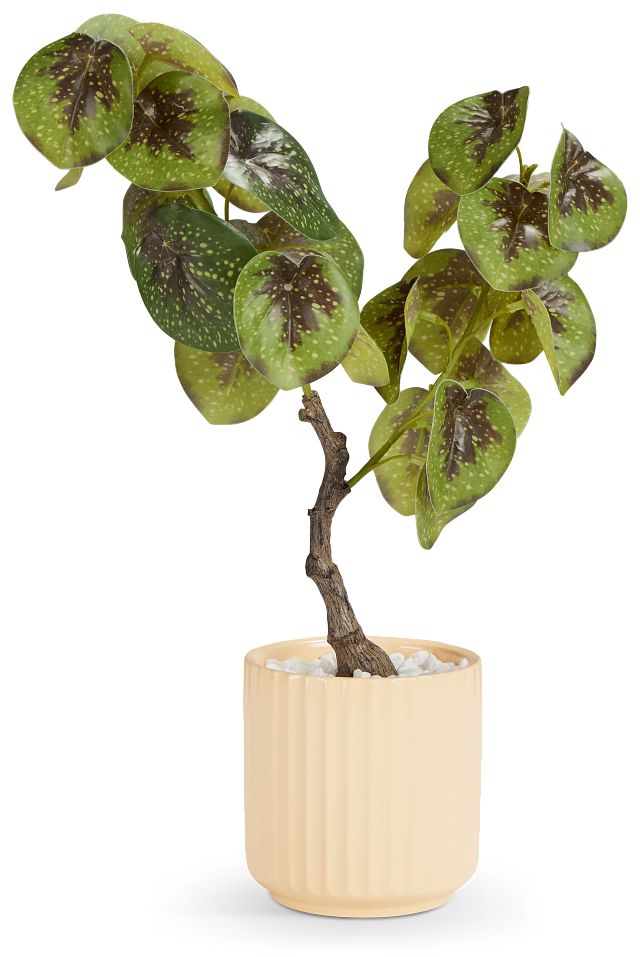 Begonia Natunaesis 16.5" Tree