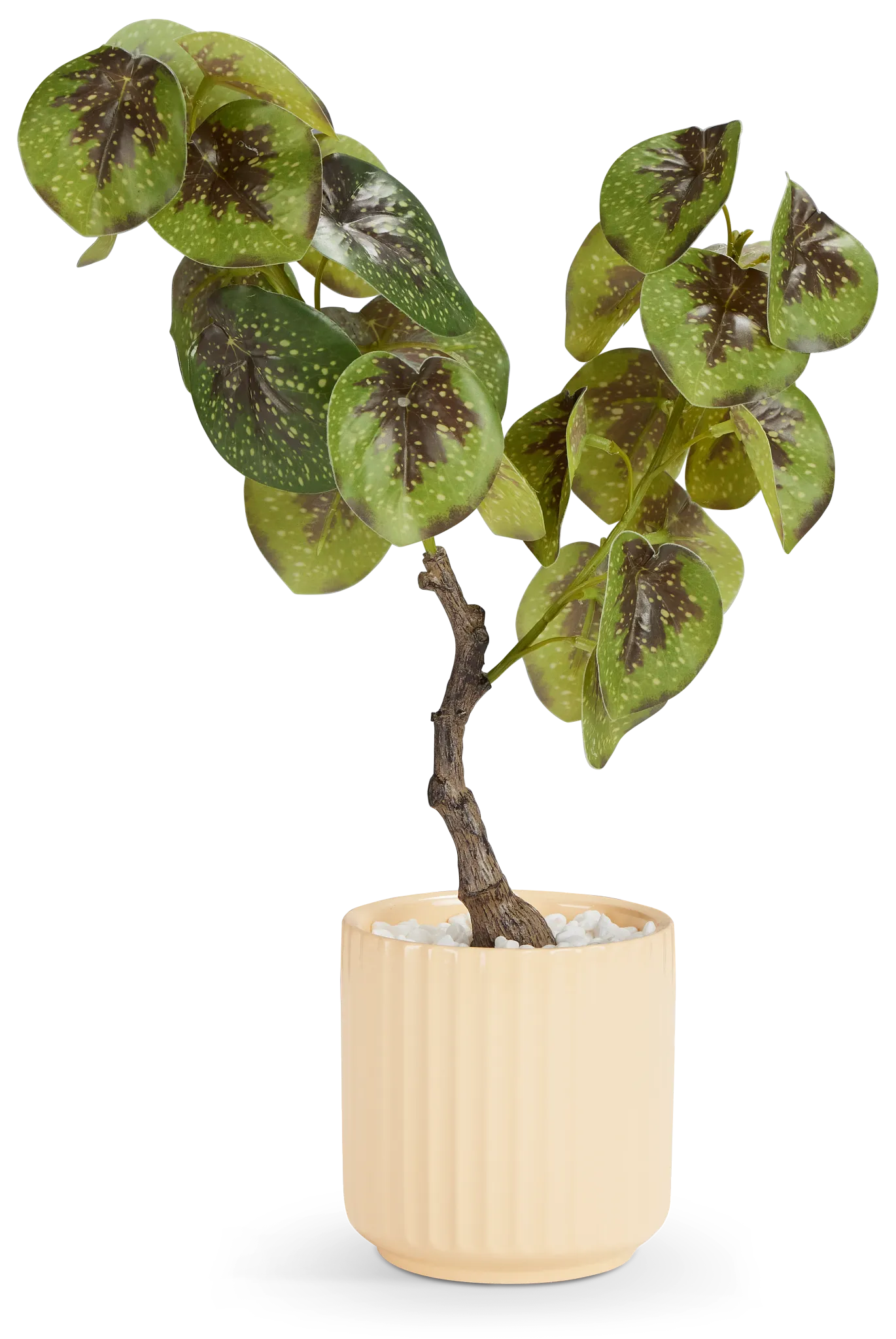 Begonia Natunaesis 16.5" Tree