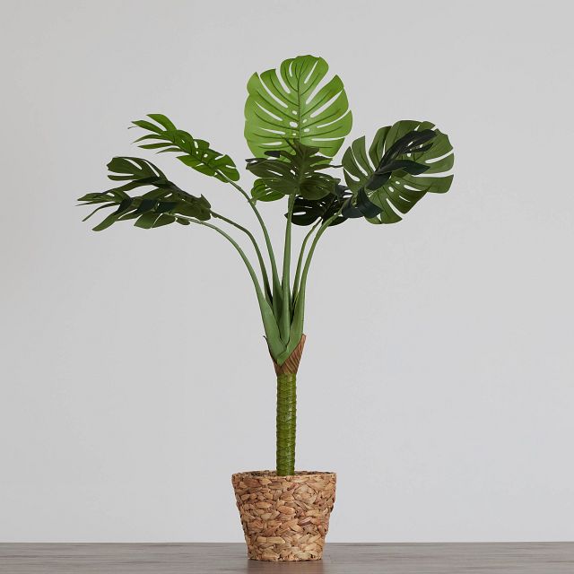 Monstera Deliciosa 51" Greenery