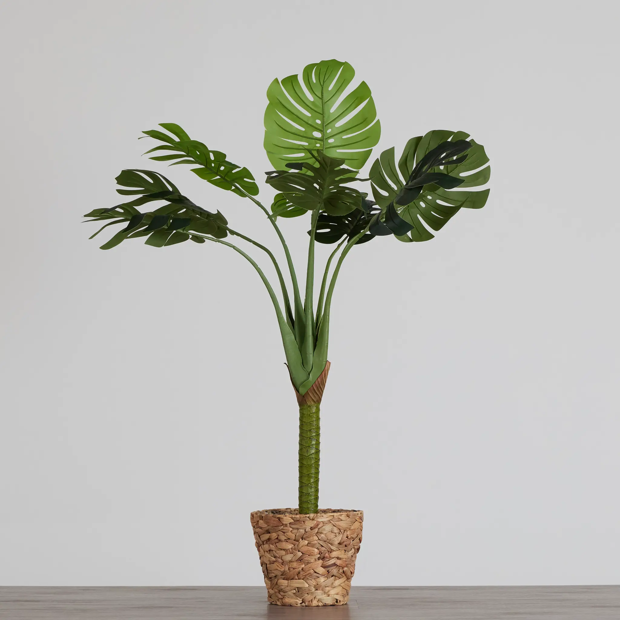 Monstera Deliciosa 51" Greenery Monstera Deliciosa 51" Greenery
