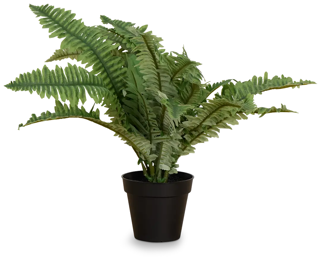 Boston Fern 20" Greenery Boston Fern 20" Greenery