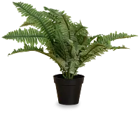 Boston Fern 20" Greenery