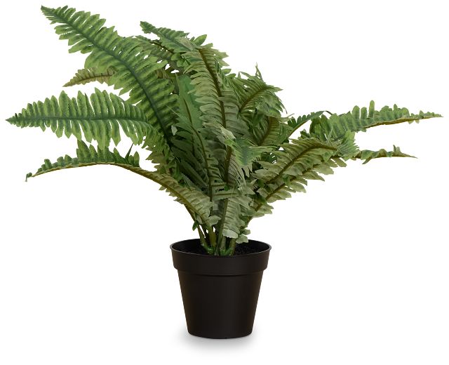 Boston Fern 20" Greenery