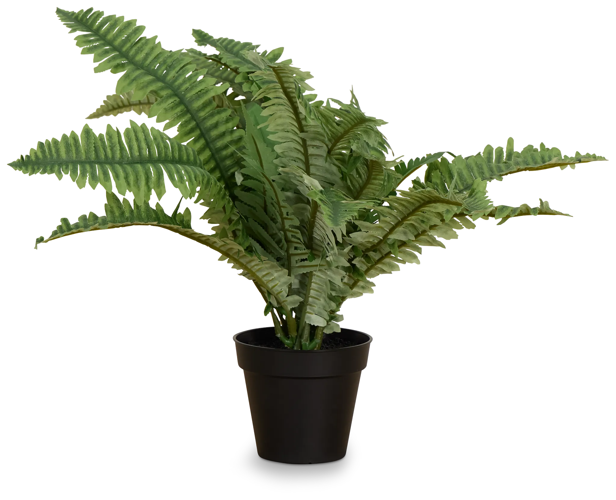 Boston Fern 20" Greenery