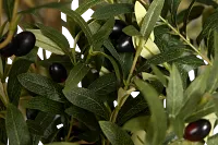 Olive 7' Tree