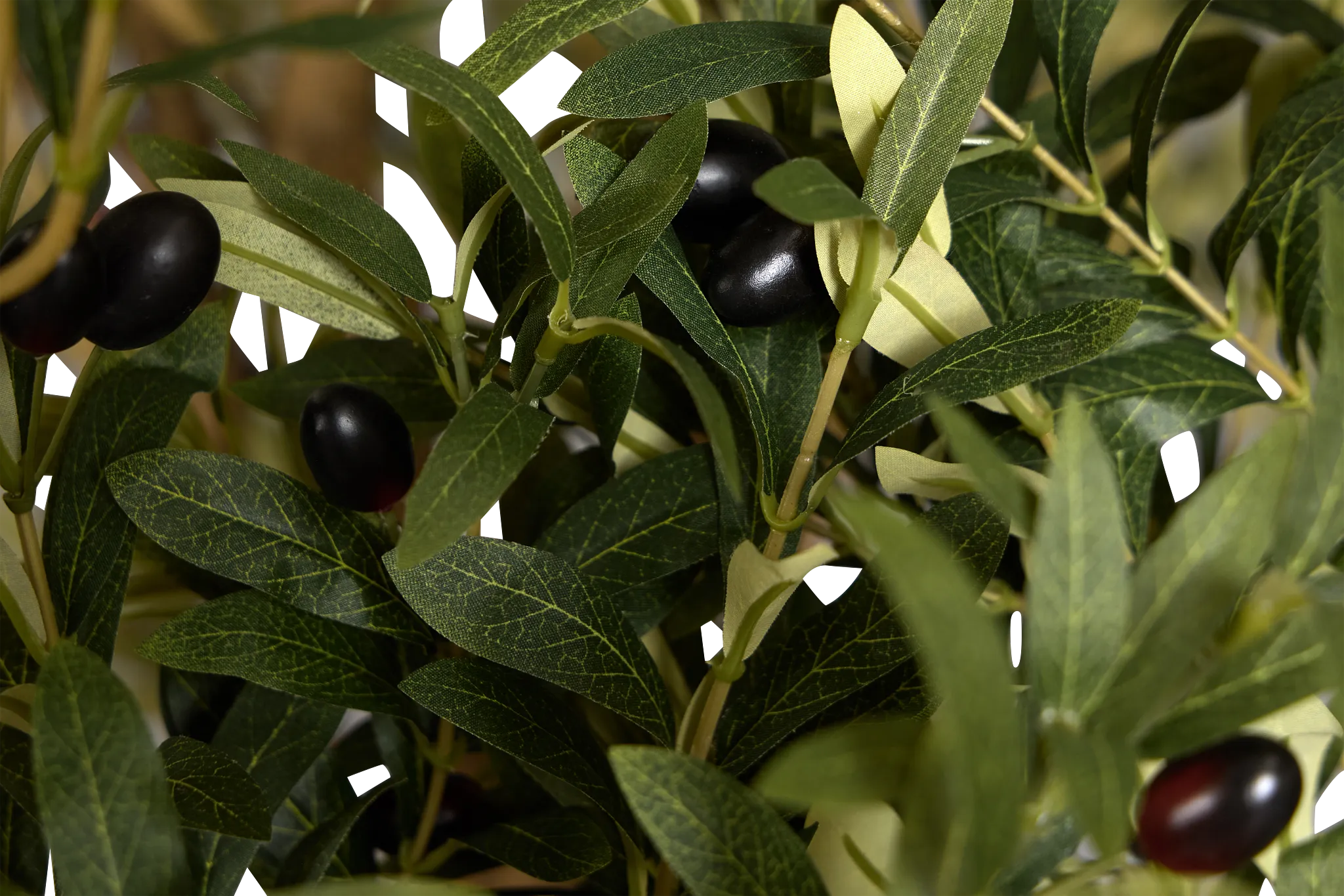 Olive 7' Tree