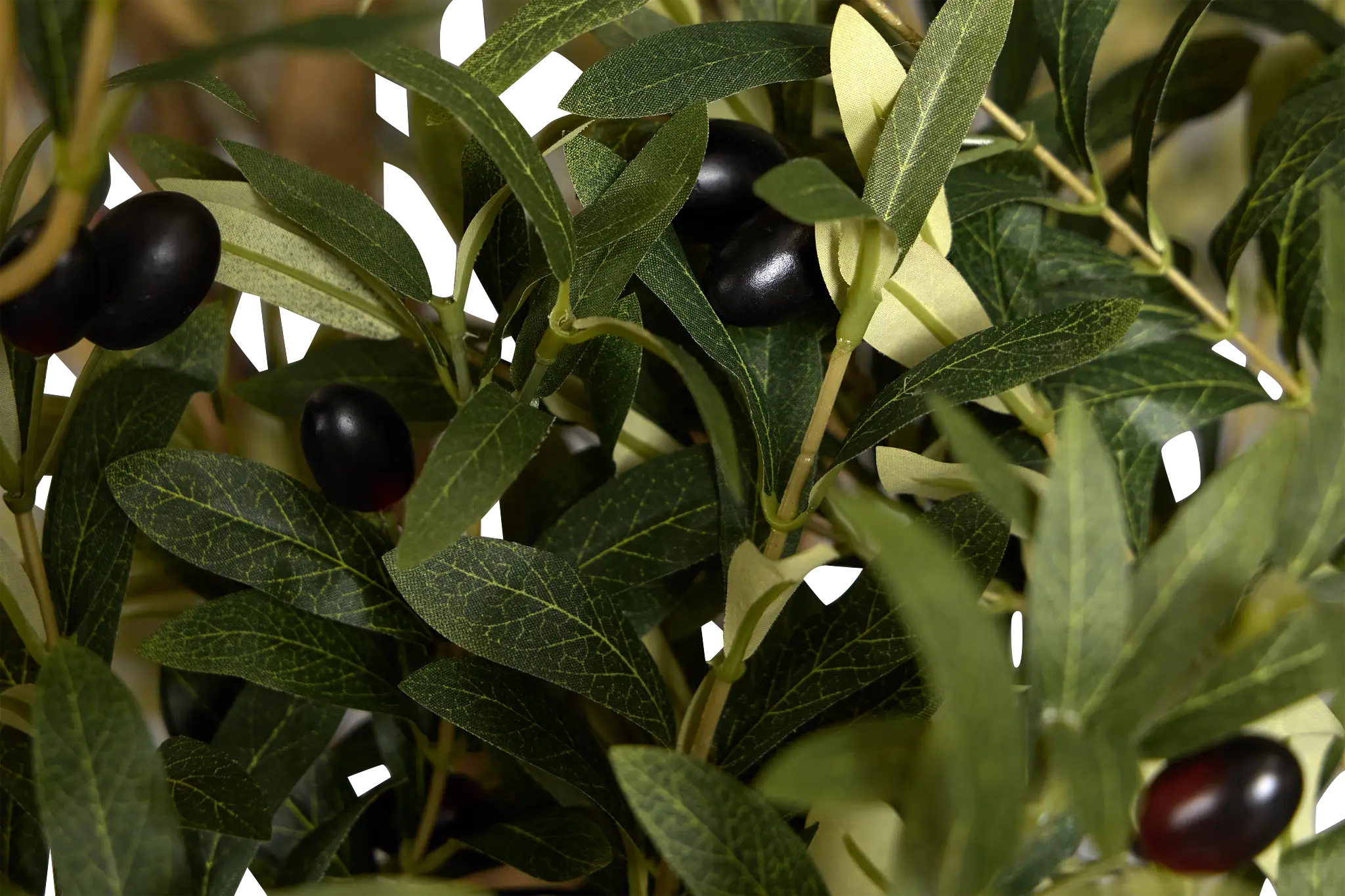 Olive 7' Tree Olive 7' Tree