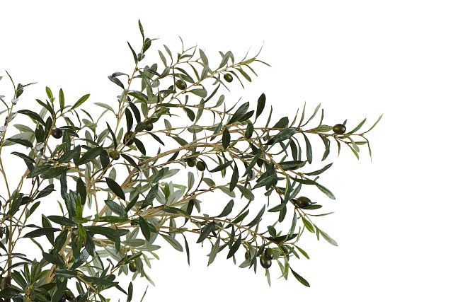 Ollie 7' Olive Tree (2)
