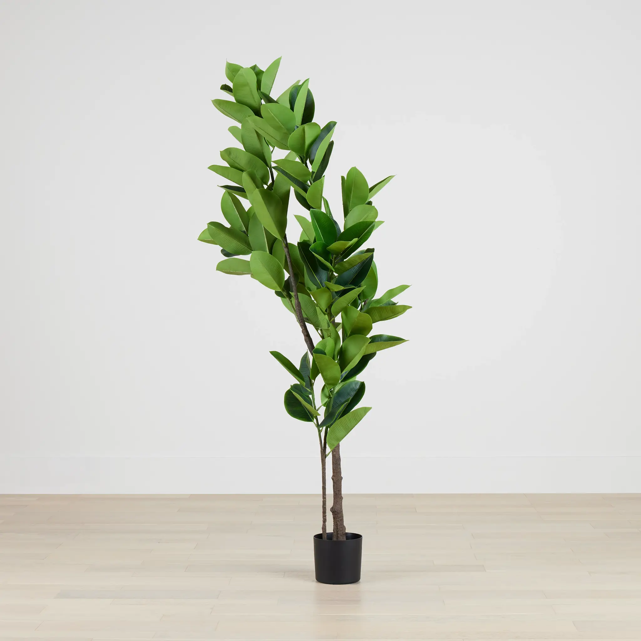 Oak Green 6' Tree Oak Green 6' Tree