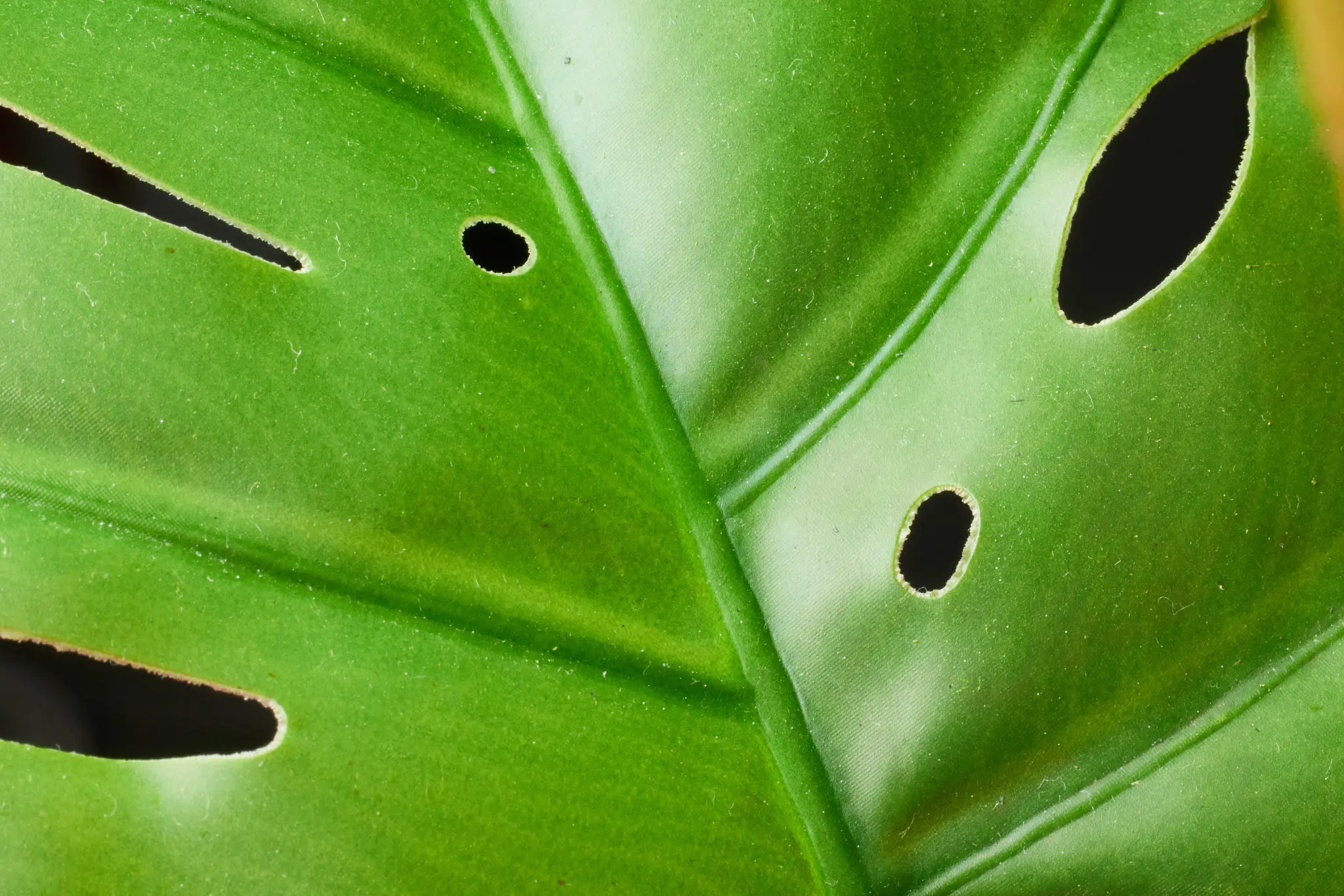 Green Green