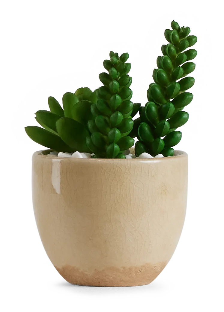 Desert Plant 6.5" Succulent