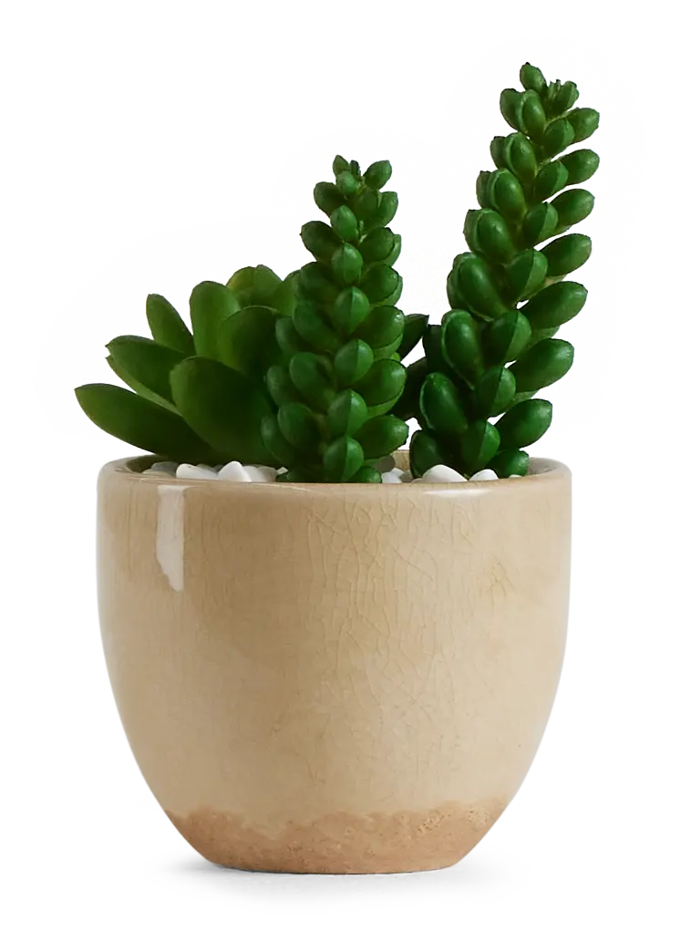 Desert Plant 6.5" Succulent Desert Plant 6.5" Succulent