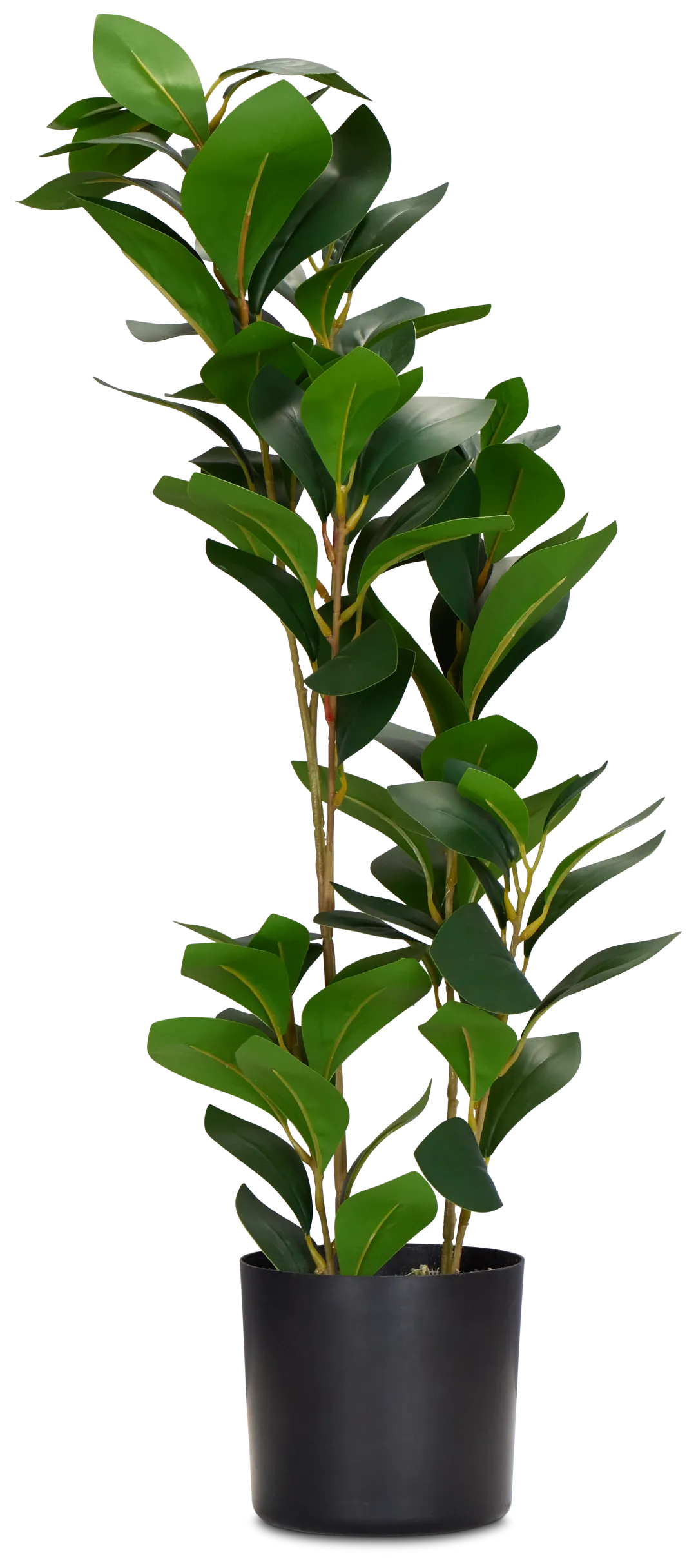 Pepperomia Green 25" Greenery