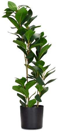 Pepperomia Green 25" Greenery