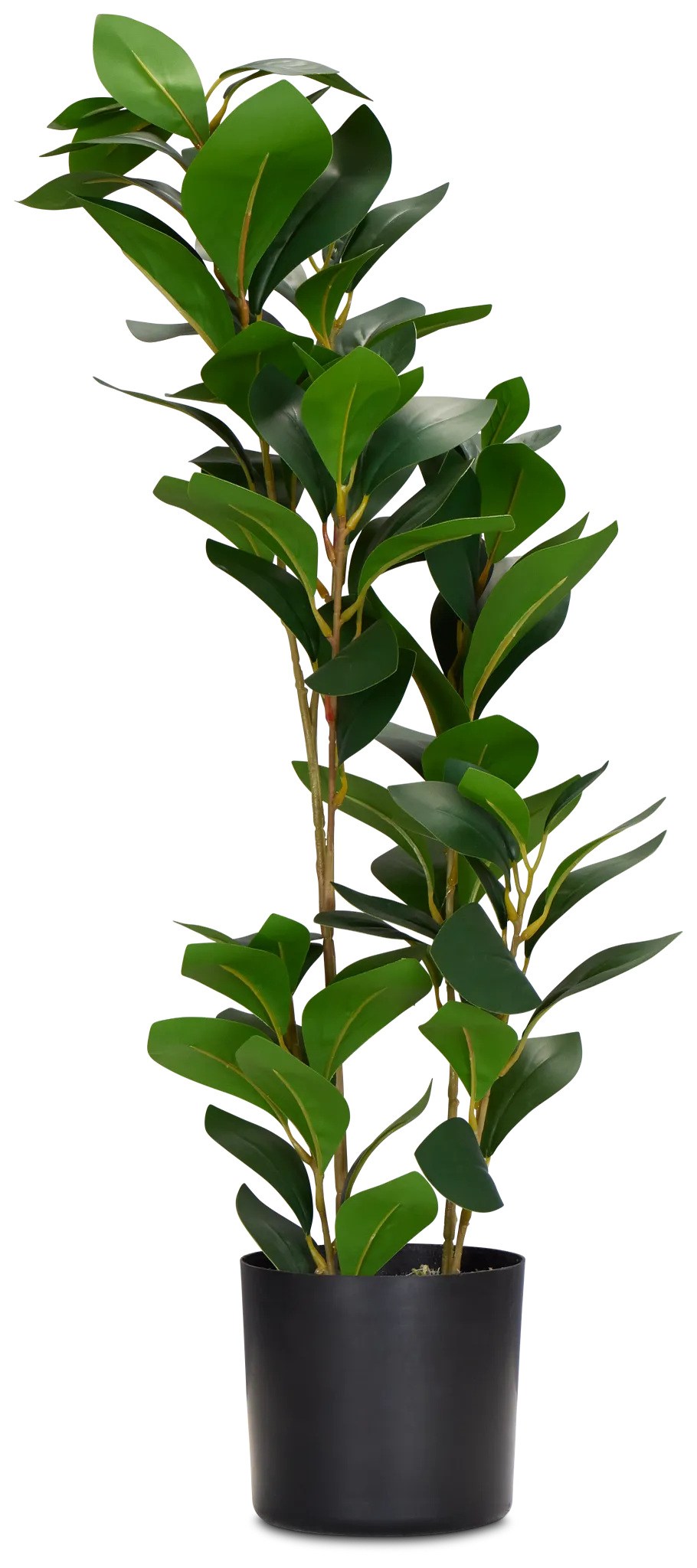 Pepperomia Green 25" Greenery
