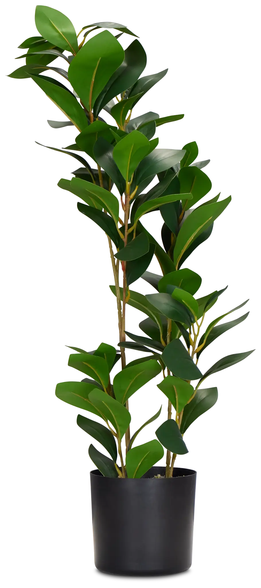 Pepperomia Green 25" Greenery Pepperomia Green 25" Greenery