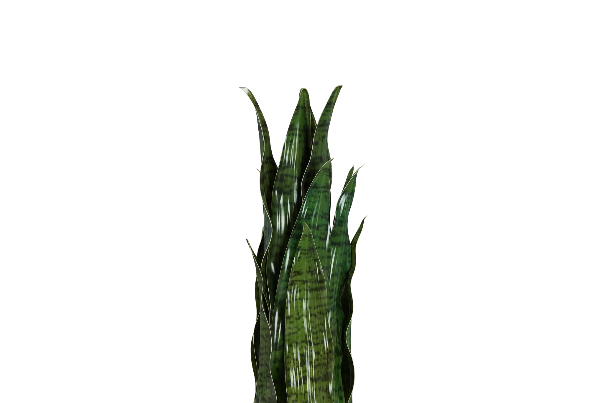 Snake Plant 24" Greenery