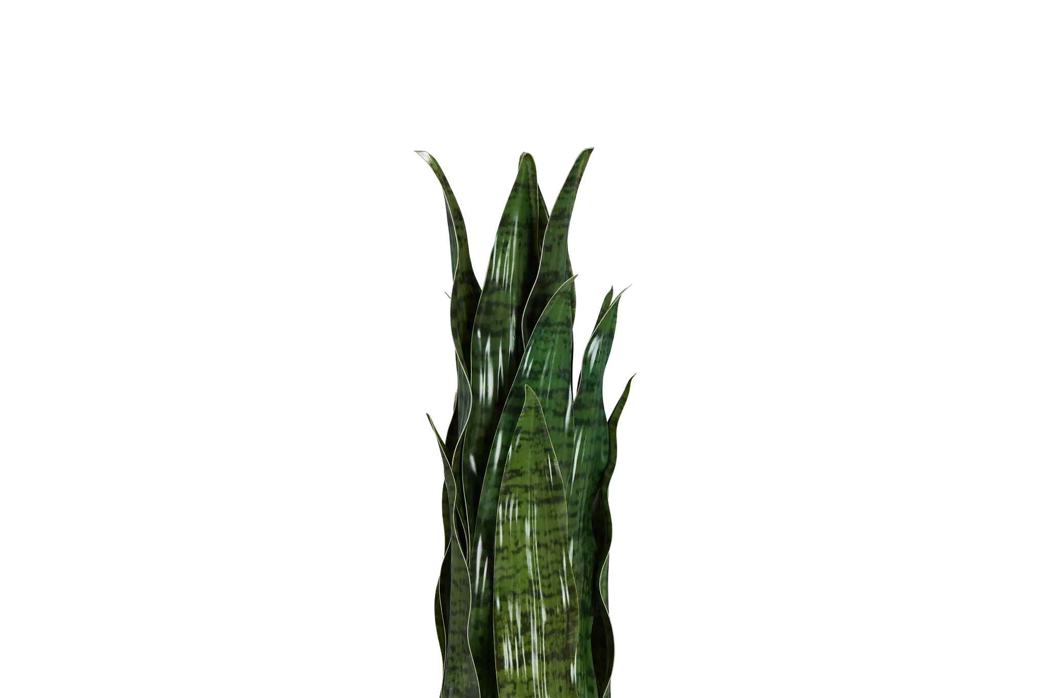 Snake Plant 24" Greenery Snake Plant 24" Greenery