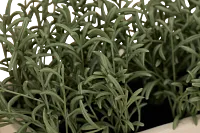 Cactus 21" Green Succulent