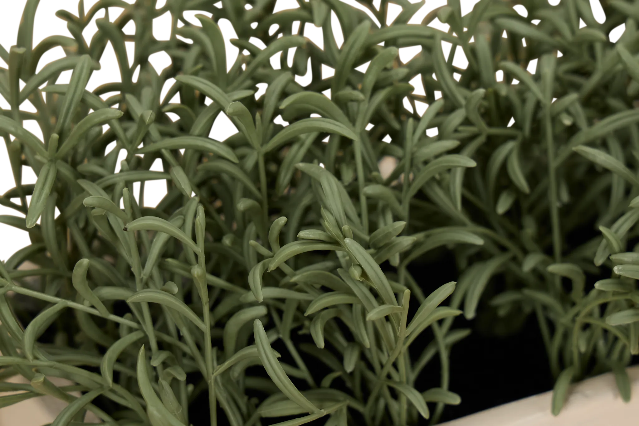 Cactus 21" Green Succulent