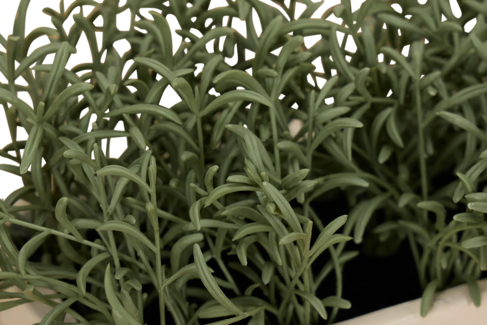 Cactus 21" Green Succulent Cactus 21" Green Succulent