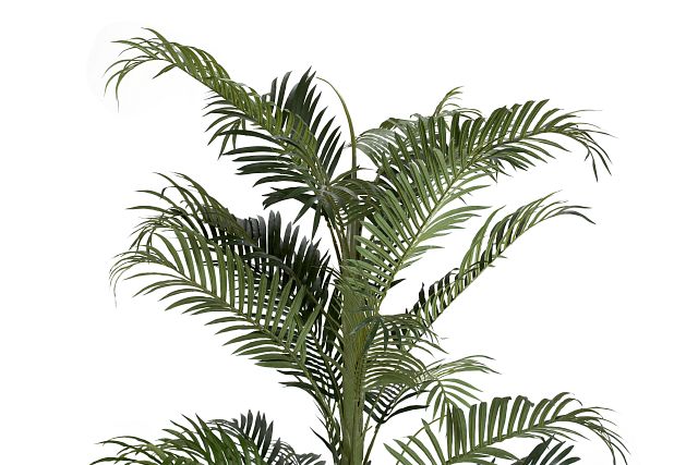 Areca Palm Home Accents Florals Greenery City Furniture