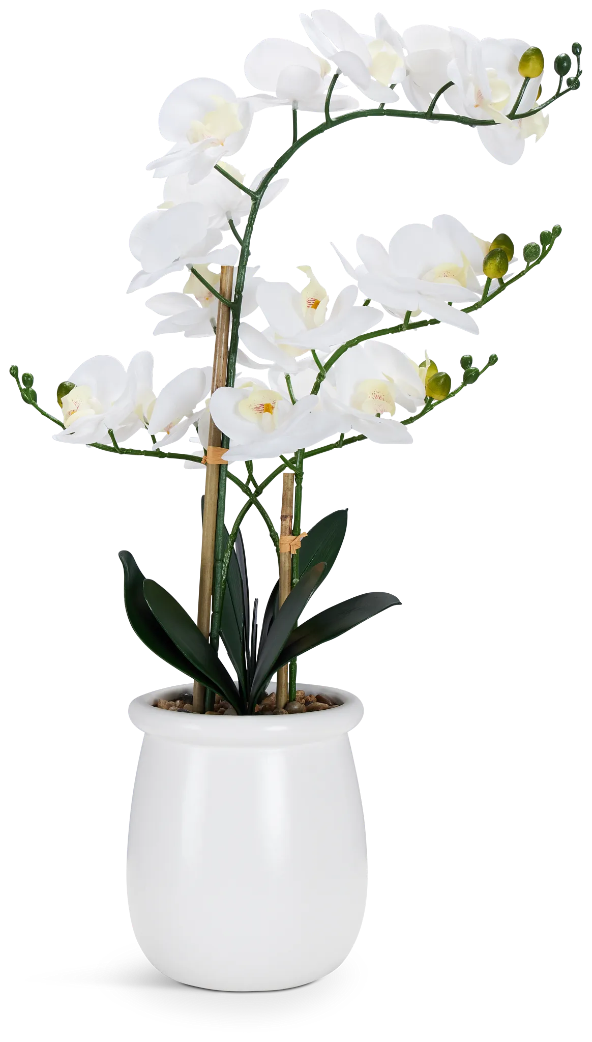 Potted Orchid 28" Floral Arrangement