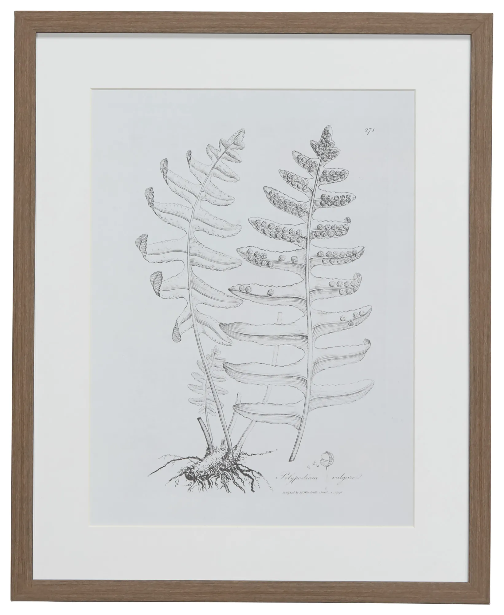 Foliole Gray Framed Wall Art